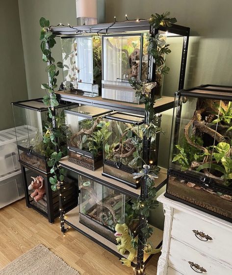 Reptile And Plant Room, Reptile Tank Setup Ideas, Terrarium In Bedroom, Tarantula Enclosure Aesthetic, Reptile Room Office, Tank Ideas Reptile, Leaf Insect Enclosure, Multiple Reptile Tank Setup, Terrarium Room Ideas