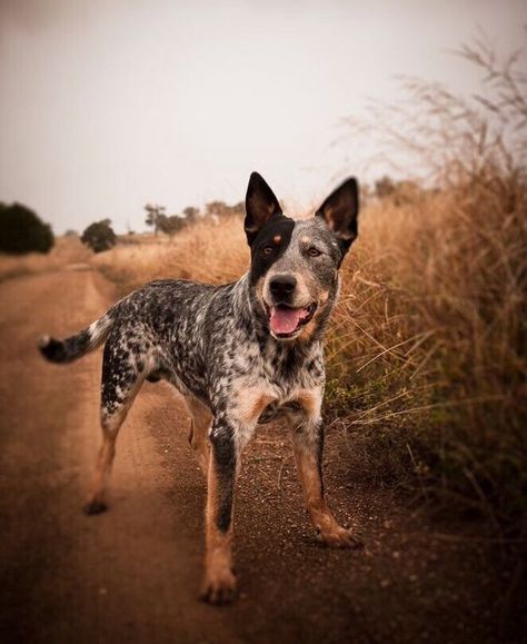 Australian Cattle Dog Puppy, Cattle Dog Puppy, Austrailian Cattle Dog, Smartest Dog Breeds, Blue Heeler Dogs, Dog White, Australian Cattle Dogs, Farm Dogs, Australian Cattle Dog Blue Heeler