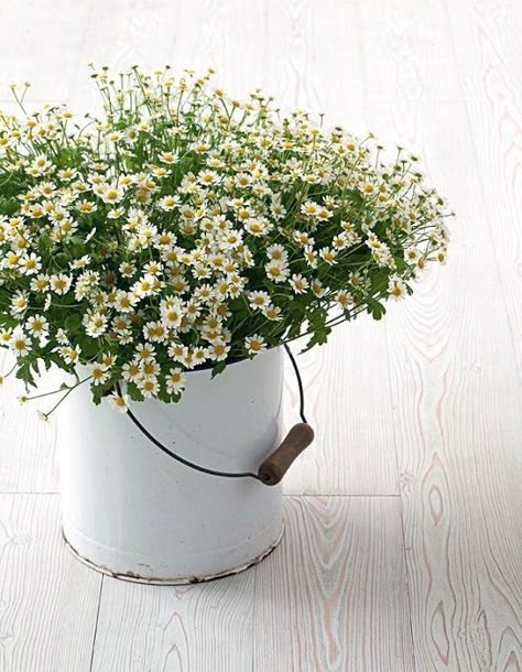 Growing Chamomile in Pots | Balcony Garden Web Deco Floral, Simple Flowers, Baby's Breath, Arte Floral, Beautiful Blooms, Ikebana, Love Flowers, Cut Flowers, My Flower