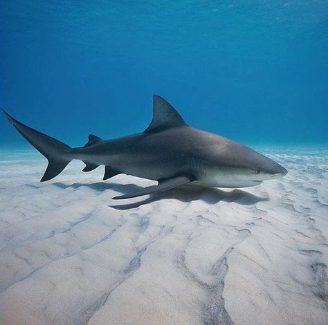 Bull shark cruising the sandy bottom, Bahamas Photographed by| @timcalver Types Of Sharks, Shark Photos, Shark Pictures, Shark Bait, Bull Shark, Shark Art, Shark Tattoos, Shark Lover, Shark Fishing