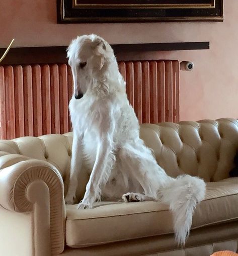 Russian Wolfhound Borzoi, Gorgeous Dog Breeds, Elegant Dog Breeds, Borzoi Dog Art, Borzoi Wolfhound, Borzoi Aesthetic, Fancy Dogs, Dog Borzoi, Borzoi Puppy