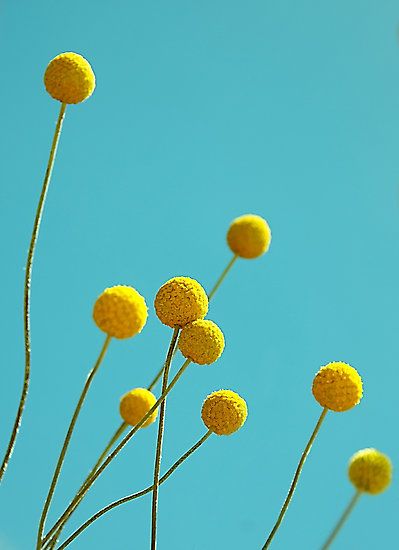 Billy Buttons, Australian Native Plants, Yellow Turquoise, Unusual Plants, Aqua Turquoise, Button Flowers, Little Flowers, Mellow Yellow, Native Plants