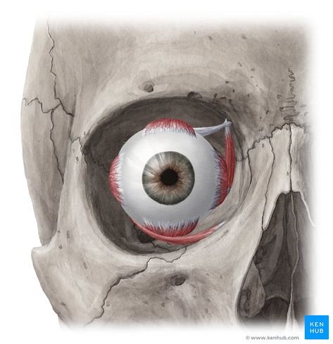 This is an article covering the anatomy and movements of the eye muscles. Learn all about those muscles now at Kenhub! Eye Ball Sketch, Ball Sketch, Sphenoid Bone, Skull Study, Eye Muscles, Eye Color Chart, Eye Anatomy, Anatomy References, Eye Close Up