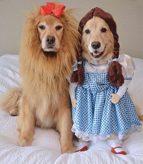 35 Fun Pet Costumes for Halloween to Be Your Best Partner Cute Dog Costumes, Pet Halloween Costumes, Dog Halloween Costumes, Cute Halloween Costumes, Dog Costumes, Dog Costume, Halloween Animals, Two Dogs, Pet Costumes