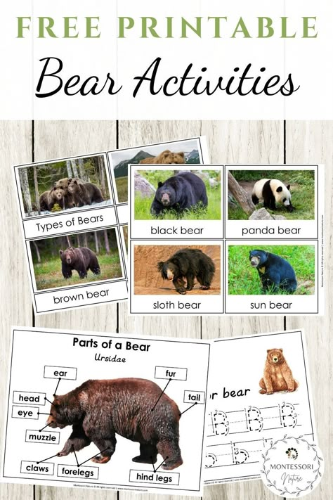 Parts of a Bear and Types of Bear printable cards that are perfect for a Montessori classroom.#preschool #Montessori #printable #free Fat Bear Week Craft, Bear Ideas For Preschool, Bear Lessons For Kindergarten, Bear Science Preschool, Fat Bear Week, Preschool Letter A Activities, Hibernation Preschool Theme, Bear Theme Preschool, Bear Crafts Preschool