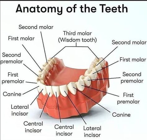 Teeth Anatomy, Paramedical Courses, Study Info, Medical Study, Molar Tooth, Good Knowledge, Doctors Day, Medical Studies, Wisdom Teeth