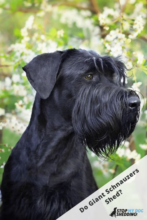 Giant Schnauzer Grooming Styles, Giant Schnauzer Aesthetic, Giant Schnauzer Grooming, Schnauzer Grooming Styles, Schnauzer Cut, Black Schnauzer, Schnauzer Grooming, Dog Grooming Styles, Dog Grooming Scissors