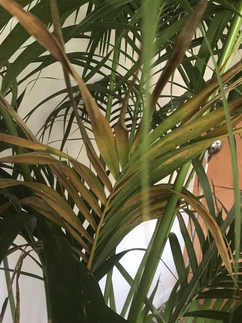 Kentia palm leaves turn brown - Gardening & Landscaping Stack Exchange Palm Plant Indoor, Indoor Palm Plants, Palm Plant Care, Plant Leaves Turning Brown, Indoor Palm Trees, Majesty Palm, Majestic Palm, Indoor Palms, Kentia Palm