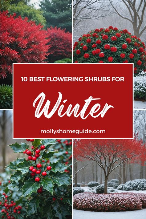 Discover the best shrubs for winter that will keep your garden vibrant all year long. From evergreen plants for year-round color to low maintenance shrubs perfect for shade, these winter garden plants offer beauty and interest even in the coldest months. Enhance your curb appeal with stylish winter flowers and create a no-care landscape with these top picks. Add a touch of green to your outdoor space with these shrubs for winter interest that are perfect for any garden style. Winter Garden Landscape Design, Zone 4 Winter Garden, Fast Growing Evergreen Shrubs, Garden Winter Ideas, Winter Landscape Design, Winter Front Yard Landscaping, Gardens In Winter, Winter Planting Ideas, Winter Cottage Garden