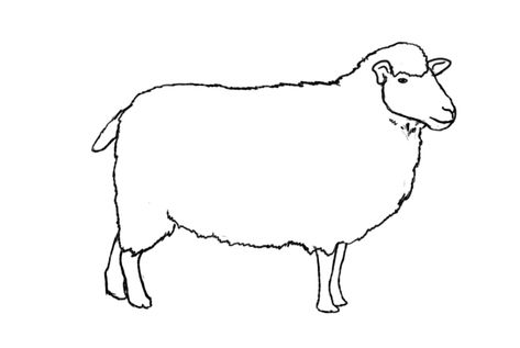 Sheep Face Drawing, Draw A Sheep, Sheep Sketch, Drawing Pics, Sheep Drawing, Sheep Face, Sheep Cartoon, Drawing Heads, Drawing Simple