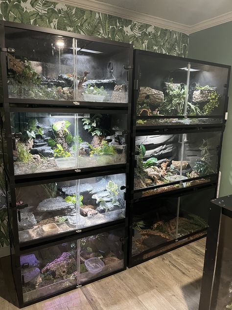 This is the wall in my reptile room! It features 3 4x2x2 Dubia Roach Enclosures, and 4 36x18x18 Dubia Roach Enclosures. New customers get 15% off bug orders using the link on this pin. :) Reptile Room Ideas Snake Cages, Snake Set Up Ideas, Zoo Reptile House, Homemade Reptile Enclosure, Cool Reptile Enclosures, Naturalistic Reptile Enclosure, Uromastyx Lizard Enclosure, Reptile Room Setup Ideas, Snake Room Ideas