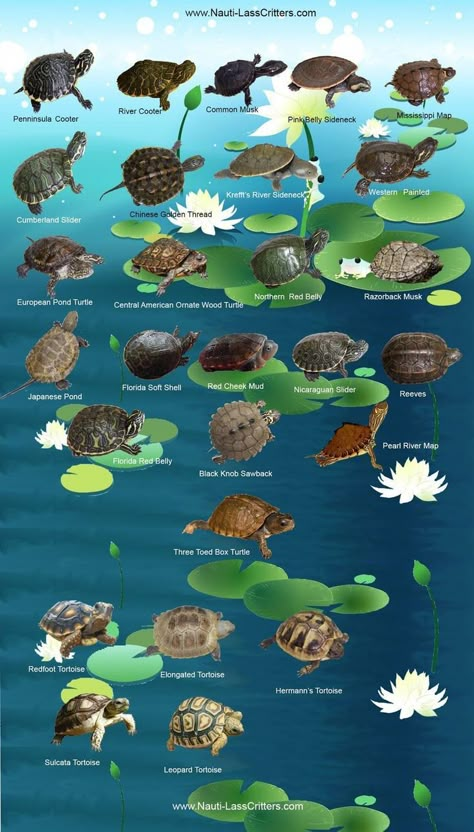 Turtle Pool Habitat, Drawing Ideas Turtle, Turtle Aquarium Ideas, Sea Turtle Drawings, Turtle Terrarium Ideas, Sea Animal Drawing, Tartaruga Habitat, Draw Turtle, Turtle Aesthetic