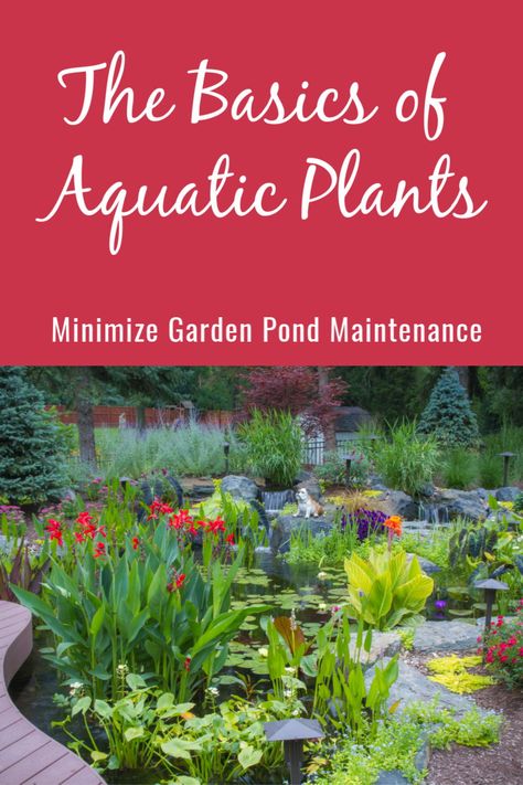 Marginal plants serve many functions such as adding beauty and providing valuable filtration. They are called “marginals” because they typically grow around the edges or “margins” of a pond or lake. #aquaticplants #watergarden #waterfeature #waterlilies #gardenpond Plants Around Pond Edge, Pond Plants Ideas, Pond Plants That Clean Water, Guppy Pond, Pond Planting, Bog Filter, Water Plants For Ponds, Outdoor Fish Ponds, Apartments In Nyc