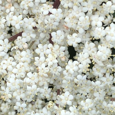 Sambucus Canadensis, elderberry flower closeup. Very fragrant! Sambucus Canadensis, Elderberry Flower, In The Garden, The Garden, Flowers