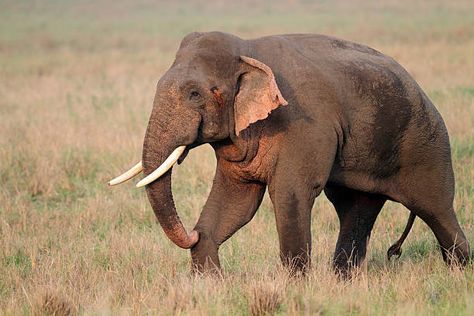 Elephant Side Profile, Indian Collage, Asian Elephants, Indian Wildlife, Elephant Shrew, Elephant Images, Disney Jr, Elephant Sanctuary, National Animal