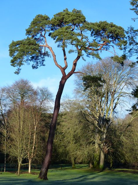 Scot's pine, Curraghchase, January 2016. Scot Pine Tree, Pine Tattoo, Scots Pine, History Photos, Pine Tree, Natural History, Tree Trunk, Insects, Sketch Book