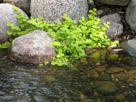 Hometalk :: 4 Tips for Success With Aquatic Plants Water Plants For Ponds, Plants For Ponds, Floating Pond Plants, Water Garden Plants, Tanaman Air, Kolam Air, Bog Plants, Taman Air, Bog Garden