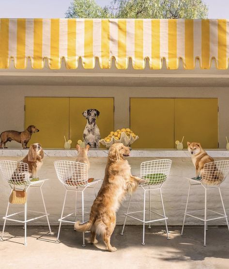 Gray Malin Photography, The Dog Star, Pet Brand, Parker Palm Springs, Dog Hotel, Dog Cafe, Gray Malin, Dog Artwork, Lemonade Stand