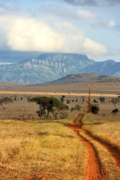 Savannah Grasslands Africa, Savanna Aesthetic, Savanna Africa, Kenya Landscape, Savanna Landscape, Savannah Landscape, Africa Photography, Out Of Africa, Dirt Road