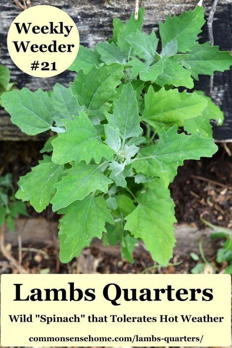 Lambs Quarters is a favorite wild food because it's easy to identify, harvest, and use. We'll share how to find it, use it and manage it in the garden. Lambs Quarters, Medicinal Weeds, Wild Foraging, Wild Food Foraging, Medicinal Herbs Garden, Edible Wild Plants, Diy Herb Garden, Backyard Plants, Healing Plants