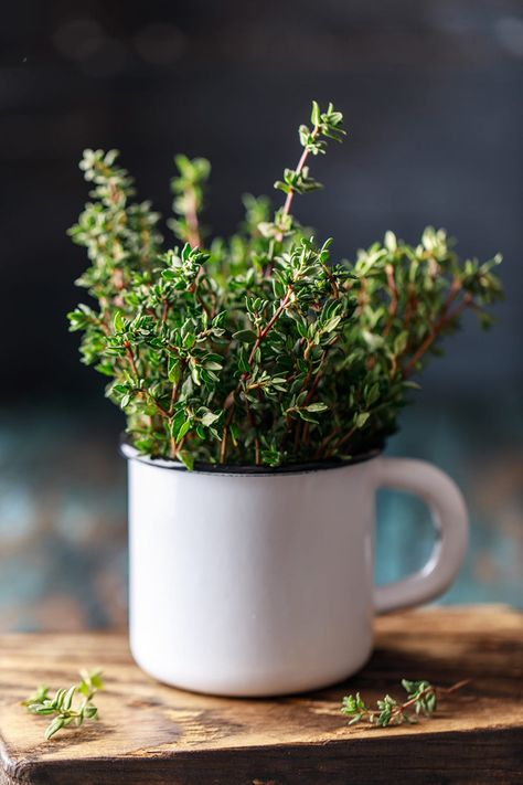 Fresh Thyme Recipes, Scientific Names Of Flowers, Thyme Tea, Thyme Herb, Wild Thyme, Thyme Recipes, Garden Girls, Kitchen Posters, Entree Recipes