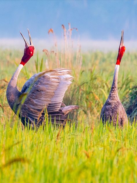 Sarus crane duet in grasslands Sarus Crane, Water Chestnuts, Mekong Delta, River Delta, Migratory Birds, South Vietnam, Wildlife Conservation, Vietnam Travel, Bird Species