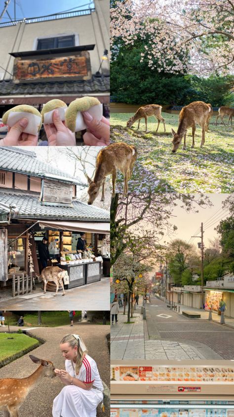 Nara Japan deer Nara Japan, Japan Vacation, Japan Aesthetic, Nara, Japan Travel, Beautiful World, Osaka, Travel Dreams, Dream Life