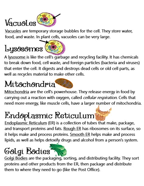 Plant & Animal Cells (Parts of a Cell/Organelles) ~ Anchor Chart * Jungle Academy Biology Cell Organelles Notes, Cell Anatomy Notes, Cell Organelles Notes Aesthetic, Science Notes Cells, Cell The Unit Of Life Notes For Neet, Animal Cell Notes, Plant Cell Notes, Biology Chart Ideas, Cell The Unit Of Life Notes