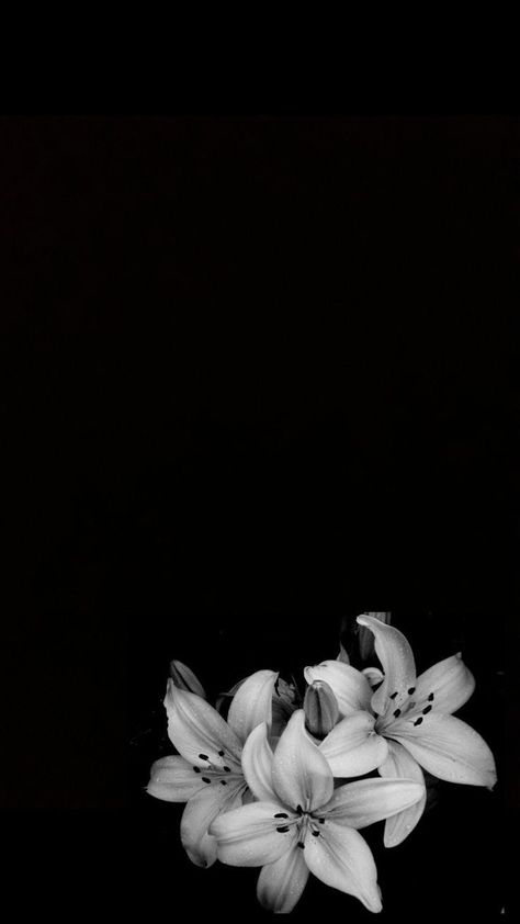 Dark Flowers Wallpaper, Pretty Wallpapers Tumblr, Black Background Wallpaper, Black Phone Wallpaper, Instagram Frame Template, Dark Flowers, Dark Phone Wallpapers, Black And White Flowers, Edgy Wallpaper