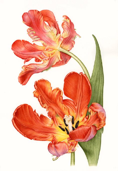 Tulip Artwork, Tulip Painting, Watercolor Flowers Tutorial, Watercolor Tulips, Botanical Illustration Vintage, Watercolor Flower Art, Watercolor Flowers Paintings, Botanical Painting, Botanical Watercolor