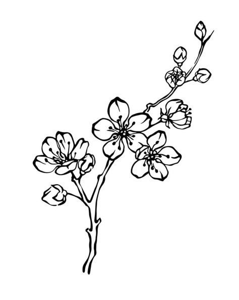 Hand drawn cherry blossom branch outline monochrome vector illustration Cherry Blossom Outline, Blossom Drawing, Cherry Blossom Drawing, Anime Cherry Blossom, Branch Drawing, Cherry Blossoms Illustration, Monochrome Illustration, Blossom Branch, Cherry Flower