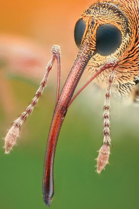 Insect Eyes, Macro Photography Insects, Steampunk Animals, Micro Photography, Insect Photography, Creepy Crawlies, Arthropods, Macro Photos, Arachnids