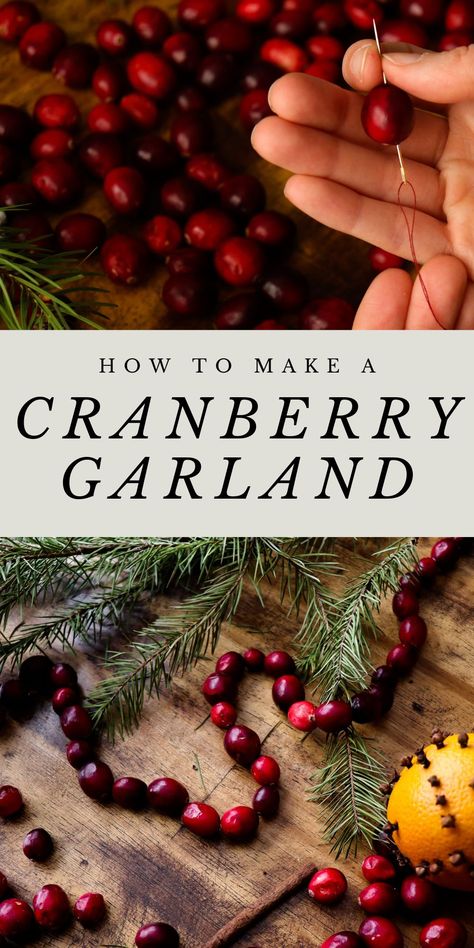 a woman strings cranberries to make a festive garland Christmas Tree Cranberry Garland, Dried Garland Christmas, Nature Garland Diy, Cranberry Decorations Christmas, Crafts With Cranberries, How To Dry Cranberries For Garland, How To Make Cranberry Garland, Dried Cranberries For Garland, Christmas Tree Cranberries