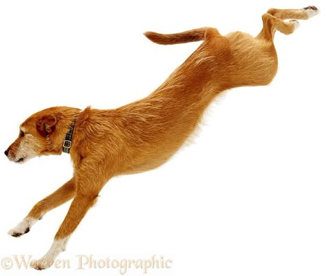 dog jump Jump Pose Reference, Jump Pose, Wolf Poses, Jumping Dog, Dog Jumping, Dog Outline, Dog Anatomy, Lakeland Terrier, Animal Action