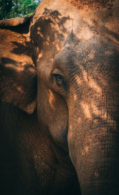 Asian Elephant Photography, Elephant Close Up, Elephant Asthetic Picture, Sri Lanka Elephants, Cute Elephant Wallpaper, Elephants Aesthetic, Sri Lanka Nature, Elephant Aesthetic, Dnd Gods