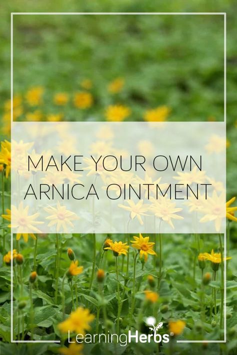 Herbal Gifts, Arnica Salve, Arnica Cream, Learning Herbs, Sprains And Strains, Arnica Oil, Homemade Lotions, Herbal Remedies Recipes, Salve Recipes