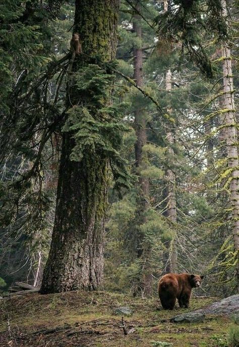 Sequoia National Park, Bear Cubs, Wild Nature, Grizzly Bear, Bear Stuffed Animal, Pine Trees, Nature Animals, Brown Bear, Wildlife Photography