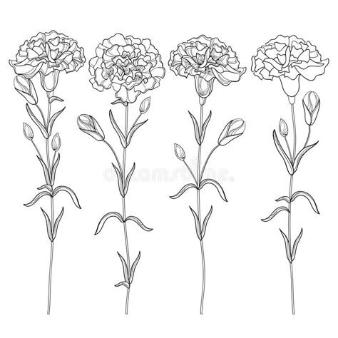 Vector set with outline Carnation or Clove flower, bud and leaves in black isolated on white background. Ornate floral carnations. Vector set with outline vector illustration Carnation Drawing, Clove Flower, Carnation Flower Tattoo, Marigold Tattoo, Carnation Tattoo, Carnation Flowers, Small Flower Tattoos, Flower Outline, Birth Flower Tattoos