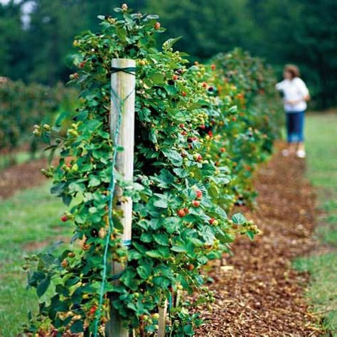 Berry patch? Berry Trellis? donno but there should be berries! jam and cobblers and purple tongues - all very important. Links to a trellis tutorial aiming to maximize production Bush Garden Ideas, Fence Planting, Blackberry Trellis, Grape Trellis Ideas, Growing Grapes In Backyard, Growing Blackberries, Grape Trellis, Tree Fence, Trellis Garden