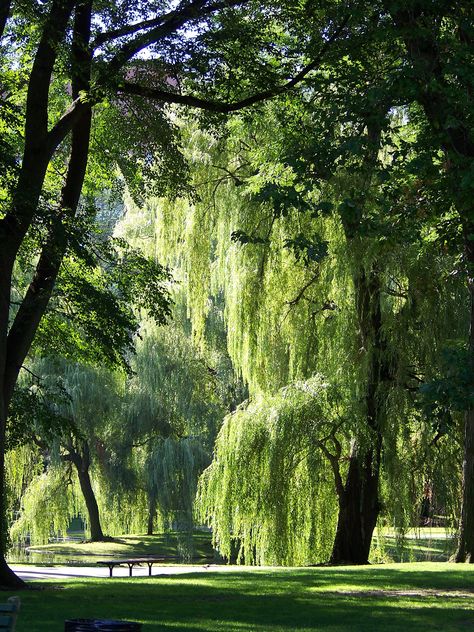 Boston Common is a central public park in Boston, Massachusetts. It is sometimes erroneously referred to as the "Boston Commons". Dating from 1634, it is the oldest city park in the United States. Unrealistic Things I Want In My House, Boston Common, Photo Camera, Weeping Willow, City Park, Public Park, Natural Lighting, Willow Tree, Boston Massachusetts