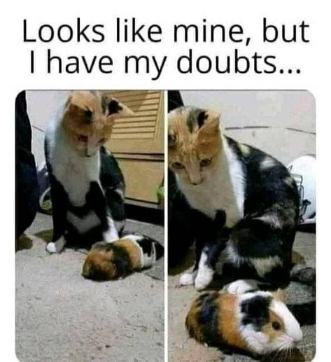 Cute Cats Photos, Funny Cat Memes, Animal Memes, Cute Funny Animals, Cat Photo, Cat Pics, Cool Cats, Cat Memes