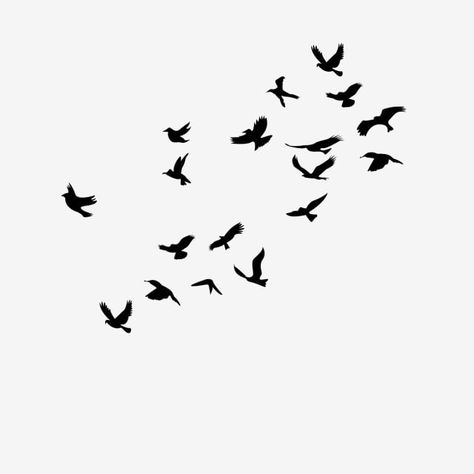 Birds Black Background, Dove Png, Birds Background, Simple Bird Drawing, Bird Background, Easy Background, Birds Images, Birds Silhouette, Black Clipart