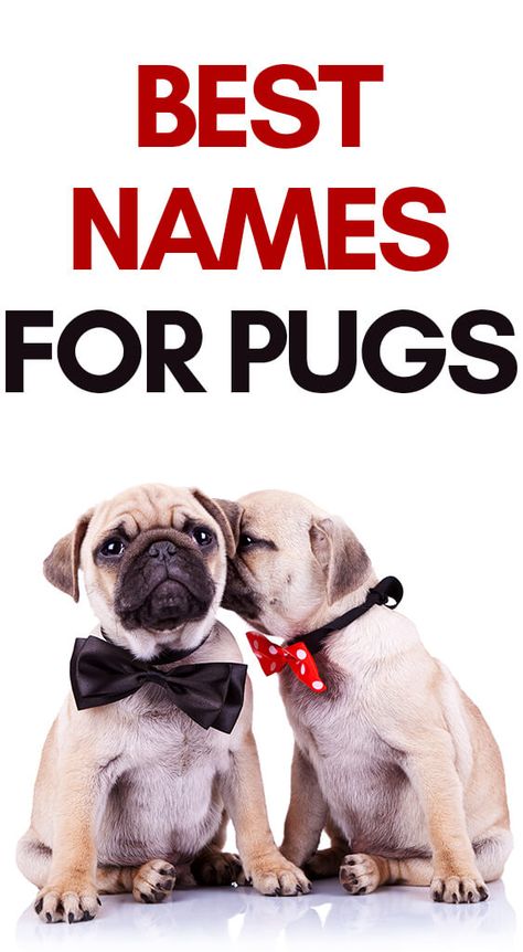 Girl Pug Names, Funny Girl Names, Mexican Names, Cute Puppy Names, Dog Names Unique, Pug Names, Boy Dog Names, Disney Names, Girl Dog Names