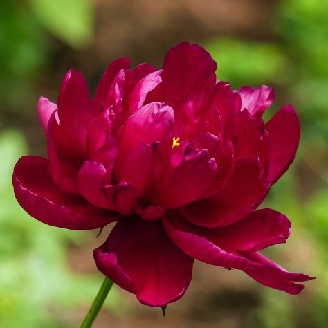 Peony Varieties, Dark Fuschia, 10th Wedding Anniversary Gift, 10 November, 10th Wedding Anniversary, Peonies Garden, Peony Rose, Pink Garden, Sun Is Shining