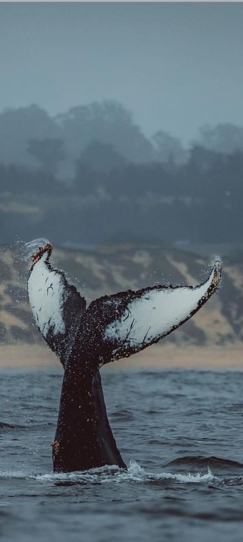 Whale Wallpapers Aesthetic, Beluga Whale Wallpaper, Whales Aesthetic, Whale Wallpapers, Whale Wallpaper, Sea Life Wallpaper, Whale Pictures, Wildlife Wallpaper, L Wallpaper