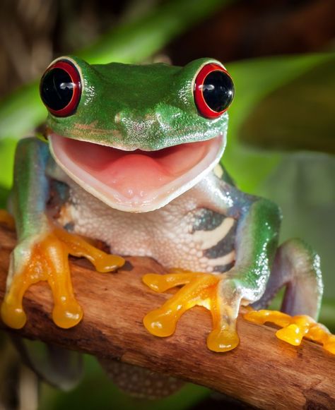 🐸 #SmilingFrog 😊 A red-eyed tree frog perched on a branch with a charming smile. Are you fascinated by amphibians, or interested in the habitats of such unique creatures? Tree Frog, Frogs, Google Search, Red