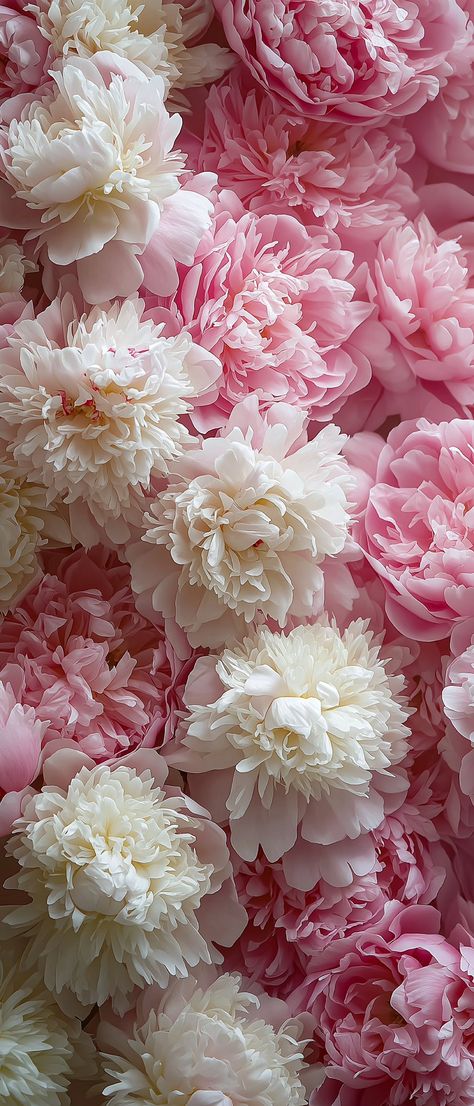 Pink Muse (@thepinkmuse) on X White Peony Wallpaper, Peony Wallpaper, Phone Background Patterns, Flowers Instagram, Pretty Phone Wallpaper, White Peony, Flower Iphone Wallpaper, Iphone Wallpaper Images, Rose Pastel