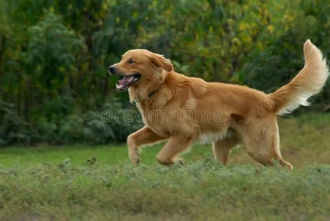 Running Golden Retriever, Golden Retriever Laying Down, Dogs Running In Field, Dog Running Reference, Red Retriever Puppy, Golden Retriever Running, Dog Commission, English Labrador Retriever, Labrador Retriever Quotes