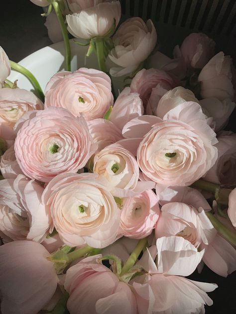 Ranunculus Bouquet Aesthetic, Light Pink Aesthetic Wedding, Pink Garden Rose Bouquet, Light Pink Carnations, Ranculus Flowers Bouquet, Light Pink Floral Arrangements, Ranuncula Bouquet, Light Pink Flowers Aesthetic, Runuculous Flower