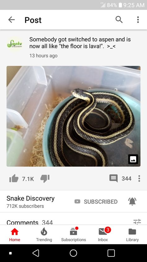 Nearly-Headless-Nick gets new bedding and isn't sure what to make of it. For more information go check Snake Discovery on YouTube. Snake Discovery, The Floor Is Lava, Cute Snake, Ball Python, No Rain, Diy Life Hacks, Diy Life, What To Make, Cute Creatures